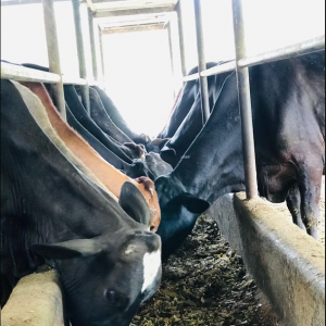 Hato Lechero Campo Alegre S.A.S