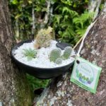 Cactus Mammillaria matudae y Tulista marginada- Teresita Suculentas