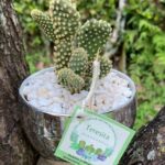 Captus microdasys - Teresita suculentas