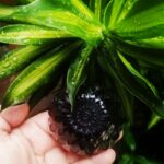 JABON DE CARBON ACTIVADO Y ACEITE ESENCIAL DE ÁRBOL DE TÉ. Contiene carbón activado y aceite esencial de árbol de té (Tea tree). Es ideal para combatir el acné, puntos negros y actúa como