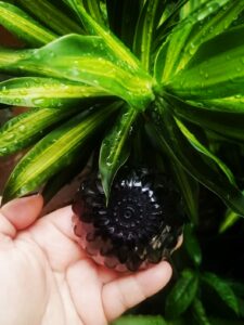 JABON DE CARBON ACTIVADO Y ACEITE ESENCIAL DE ÁRBOL DE TÉ. Contiene carbón activado y aceite esencial de árbol de té (Tea tree). Es ideal para combatir el acné, puntos negros y actúa como