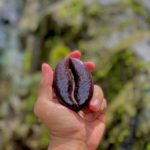 Jabón facial de Café Orgánico, ahora en su versión Mini