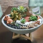 Mini jardin suculentas Sedum morganianum y Sedum dasyphyllum - Teresita