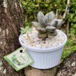 Suculenta pachyphytum- Teresita Suculentas