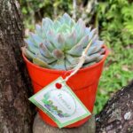 Suculenta pachyphytum- Teresita Suculentas