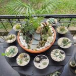 cactus y suculentas - Teresita suculentas