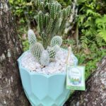 Cactus Opuntia microdasys y Cereus jamacaru- Teresita Suculentas