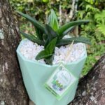 Suculenta Alworthia ‘Black Gem’- Teresita suculentas