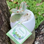 suculentas Kalanchoe tomentosa - Teresita Suculentas