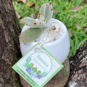 suculentas Kalanchoe tomentosa - Teresita Suculentas