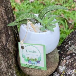 Suculenta Ledebouria Socialis y echeveria - Teresita Suculentas