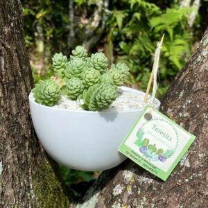 Suculenta Sedum dasyphyllum- Teresita Suculentas