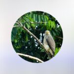 Avistamiento de Aves en Cartago con GoagCartago