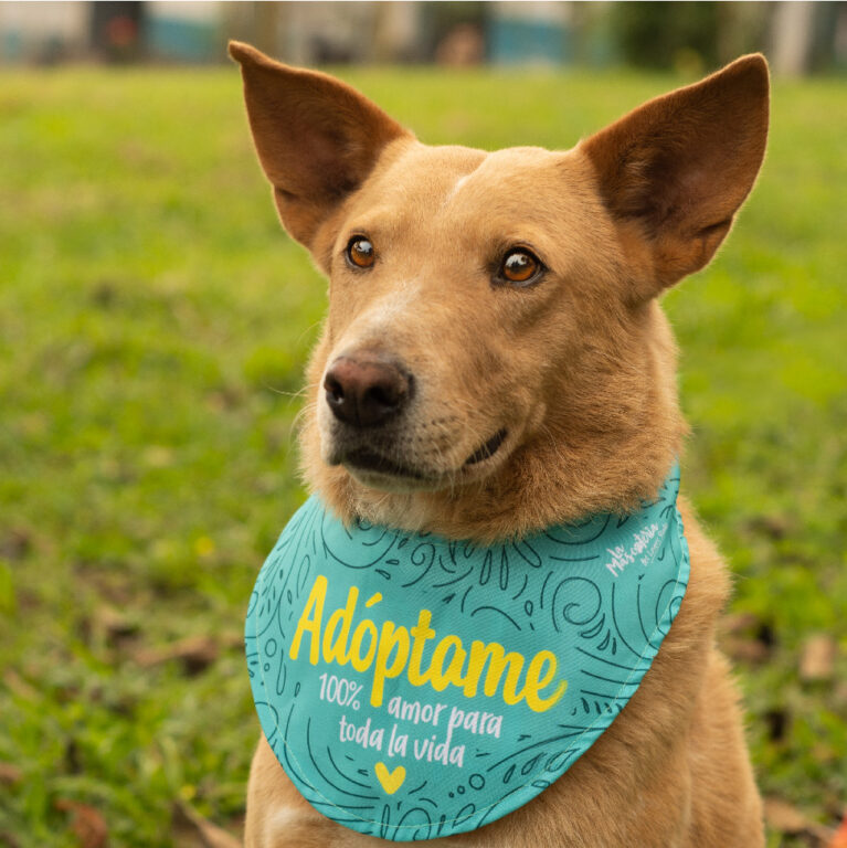 refugio huellas de amor pereira 767x768