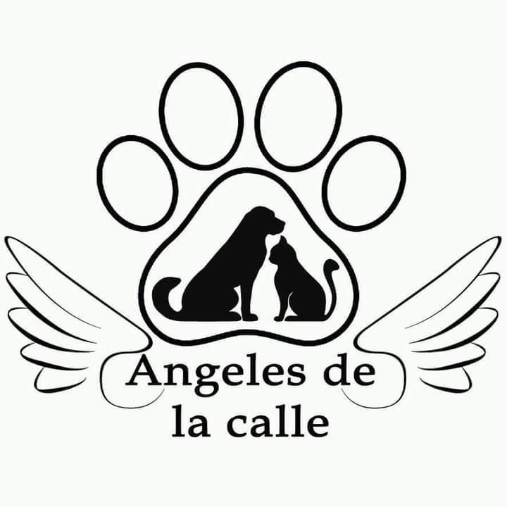 Ángeles de la Calle Manizales: Rescate y Adopción Animal – ¡Ayuda Hoy!